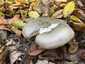 Szürke tölcsérgomba (Clitocybe nebularis), Börzsöny